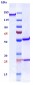 Anti-TGFb1 Reference Antibody (NIS793)